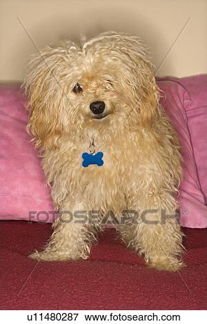 Portrait of mixed breed dog looking at viewer View Large Photo Image Stock Photo - Portrait of mixed breed dog looking at viewer. Fotosearch