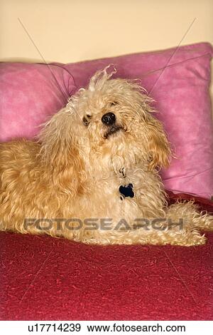 Portrait of mixed breed dog looking up. View Large Photo Image Stock Photo - Portrait of mixed breed dog looking up. . Fotosearch
