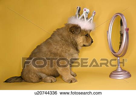 Stock Photograph - Puppy wearing crown in front of mirror.. Fotosearch