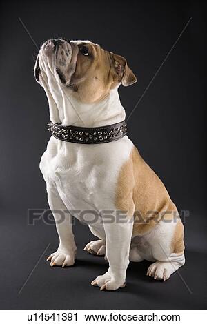 Stock Image - Sitting English Bulldog wearing spiked collar and looking upward.. Fotosearch