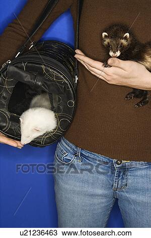 Two ferrets and carrier held by female Caucasian against blue background. View Large Photo Image Stock Image - Two ferrets and carrier held by female Caucasian against blue background.. Fotosearch