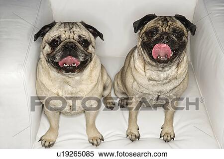 Two Pug Dogs Sitting In Chair Stock Photography U19265085