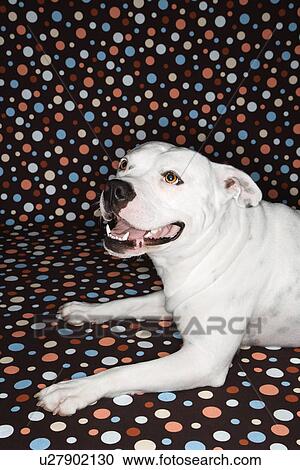 White Pit Bull dog against polka dot background. View Large Photo Image Stock Image - White Pit Bull dog against polka dot background.. Fotosearch