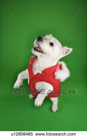 Stock Photography - White terrier dog dressed in red coat standing on back haunches. Fotosearch