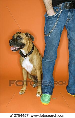 Stock Photo - Young adult Caucasian male with hand in pocket with Boxer dog.. Fotosearch