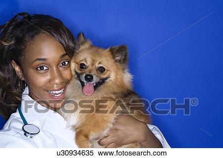 Stock Photography - Young adult female veterinarian holding brown Pomeranian dog. Fotosearch