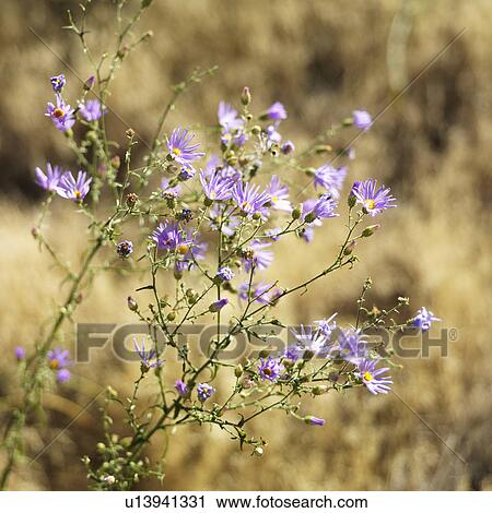 Stock Image - Blueleaf Aster wildflowers in Zion National Park, Utah. Fotosearch