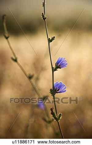Stock Image - Close-up of chicory wildflower in Tuscany, Italy. Fotosearch