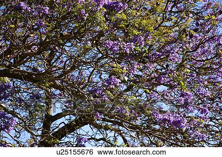 Close-up of Jacaranda Tree blooming with purple flowers in Maui, Hawaii. View Large Photo Image Stock Photograph - Close-up of Jacaranda Tree blooming with purple flowers in Maui, Hawaii.. Fotosearch