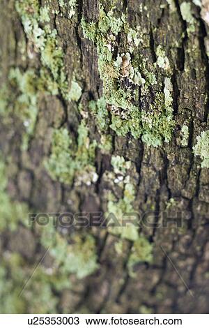 Stock Image - Close-up of moss growing on tree bark.. Fotosearch