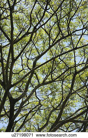 Close-up of tree branches with green leaves and blue sky. View Large Photo Image Stock Image - Close-up of tree branches with green leaves and blue sky.. Fotosearch