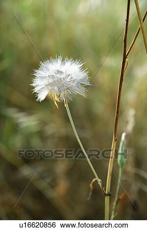 Stock Photograph - Dandelion growing in Tuscany, Italy.. Fotosearch
