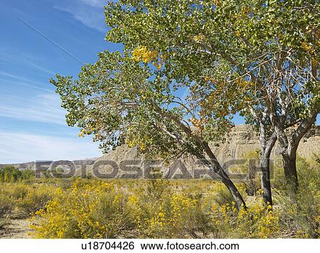 Desert landscape including Cottonwood tree, vegetation and rocky cliffs in Cottonwood Canyon, Utah. View Large Photo Image Stock Photograph - Desert landscape including Cottonwood tree, vegetation and rocky cliffs in Cottonwood Canyon, Utah.. Fotosearch
