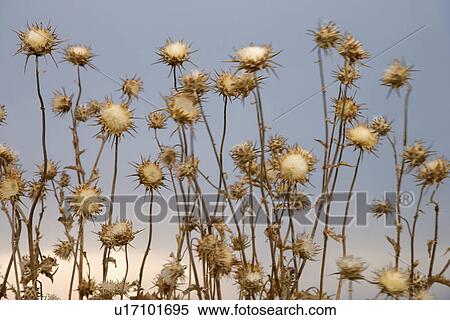 Stock Photography - Dried thistle plants against sky in Tuscany, Italy.. Fotosearch