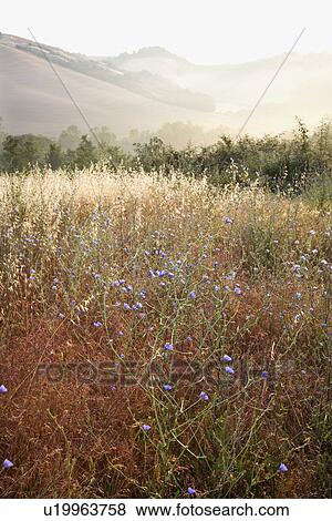 Field of chicory wildflowers and rolling hills in Tuscany, Italy View Large Photo Image Stock Photo - Field of chicory wildflowers and rolling hills in Tuscany, Italy. Fotosearch