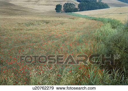 Field of poppies growing in countryside in Tuscany, Italy. View Large Photo Image Stock Photo - Field of poppies growing in countryside in Tuscany, Italy.. Fotosearch