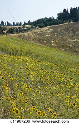 Stock Photograph - Field of sunflowers in Tuscan countryside, Italy. Fotosearch