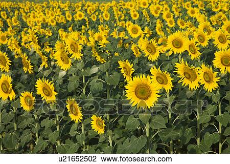 Stock Image - Field of sunflowers in Tuscany, Italy.. Fotosearch