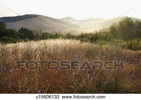 Stock Image - Field wildflowers and rolling hills in Tuscany, Italy.. Fotosearch