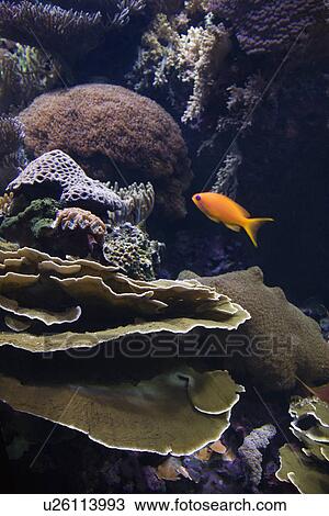 Stock Image - Fish swimming around coral in aquarium in Lisbon, Spain. Fotosearch