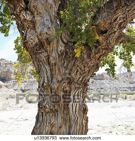 Stock Image - Gnarly trunk of Cottonwood tree in desert Cottonwood Canyon, Utah. Fotosearch