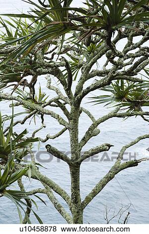 Lahala tree by the water in Maui, Hawaii, USA View Large Photo Image Stock Photo - Lahala tree by the water in Maui, Hawaii, USA. Fotosearch