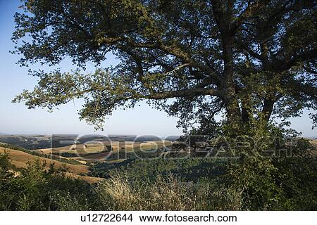 Picture - Large oak tree growing in the rolling hills of Tuscany, Italy. Fotosearch