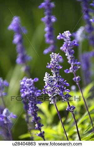 Lavender flowers View Large Photo Image Stock Image - Lavender flowers. Fotosearch