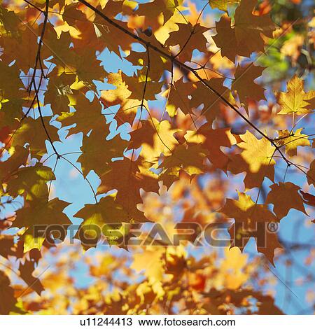 Stock Image - Maple tree in fall in Washington, D. C., USA. Fotosearch