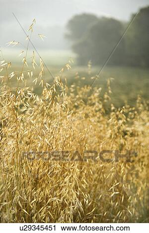 Oat plants growing in field in Tuscany, Italy View Large Photo Image Stock Image - Oat plants growing in field in Tuscany, Italy. Fotosearch