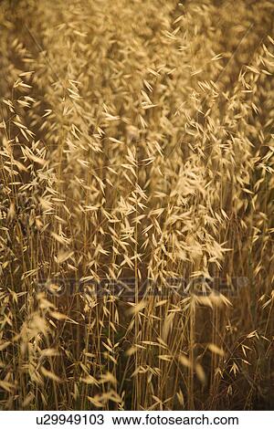 Oat plants growing in field in Tuscany, Italy View Large Photo Image Stock Image - Oat plants growing in field in Tuscany, Italy. Fotosearch