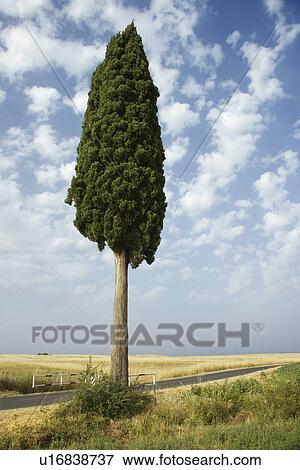 Stock Photo - One cypress tree in field in Tuscany, Italy.. Fotosearch