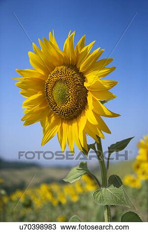 One large sunflower against blue sky amid field of sunflowers View Large Photo Image Stock Image - One large sunflower against blue sky amid field of sunflowers. Fotosearch