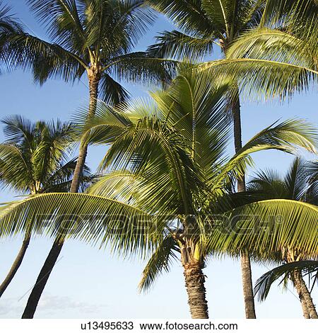 Palm trees against blue sky View Large Photo Image Stock Image - Palm trees against blue sky. Fotosearch