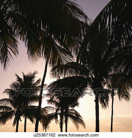 Palm trees against warm sunset colored sky in Miami, Florida, USA. View Large Photo Image Stock Image - Palm trees against warm sunset colored sky in Miami, Florida, USA.. Fotosearch