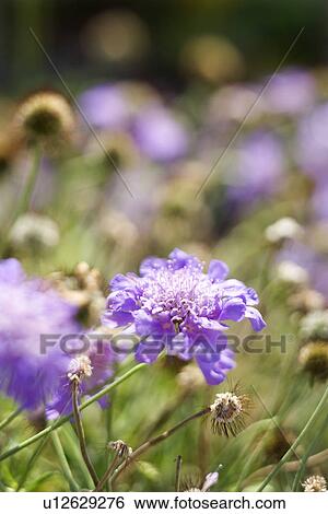 Purple flowering plant View Large Photo Image Stock Photograph - Purple flowering plant. Fotosearch