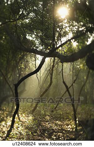 Rays of light shining through a forest View Large Photo Image Picture - Rays of light shining through a forest. Fotosearch