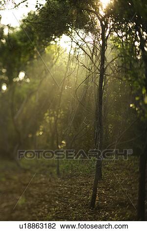 Stock Image - Rays of light shining through a forest.. Fotosearch