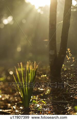 Stock Photo - Rays of light shining through a forest. Fotosearch