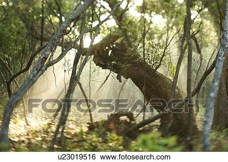 Rays of light shining through a forest. View Large Photo Image Stock Photograph - Rays of light shining through a forest.. Fotosearch