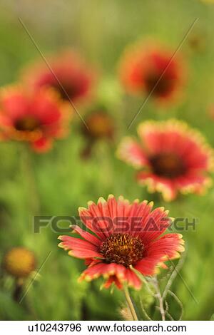 Stock Photograph - Red and yellow flowers growing wild. Fotosearch