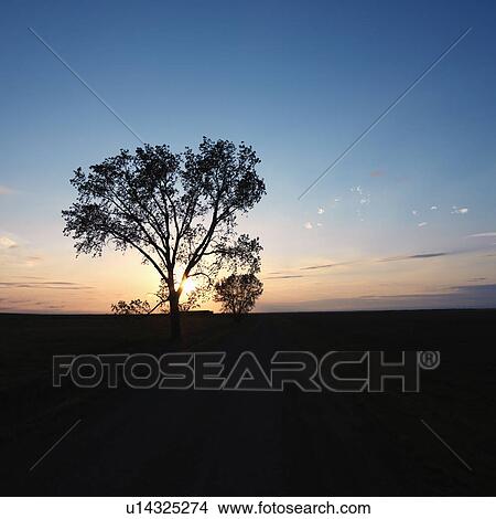 Silhouette of lone tree at sunset in rural field View Large Photo Image Picture - Silhouette of lone tree at sunset in rural field. Fotosearch