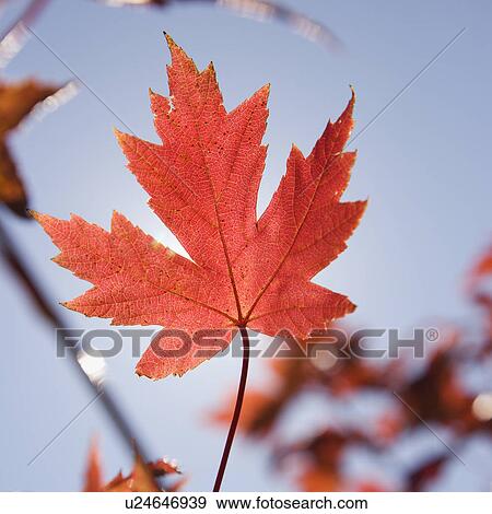Stock Photo - Single red autumn maple leaf with blue sky in background.. Fotosearch