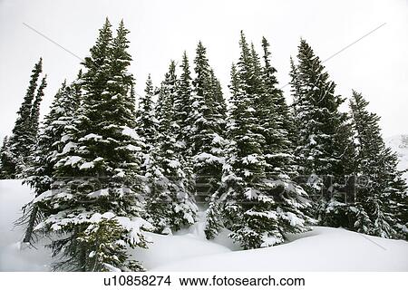 Snow-covered pine trees View Large Photo Image Picture - Snow-covered pine trees. Fotosearch
