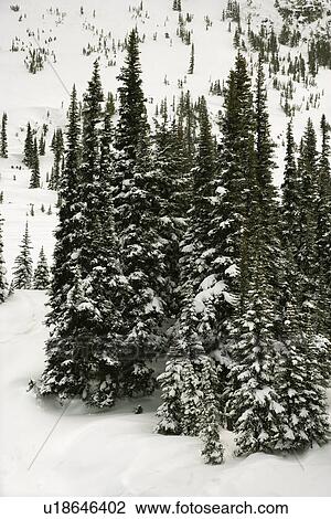 Stock Image - Snow-covered pine trees. Fotosearch