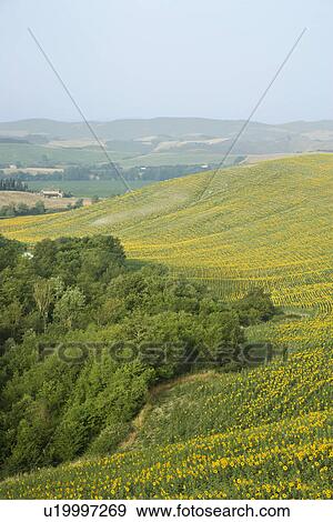 Stock Photo - Sunflower fields and rolling hills in countryside of Tuscany, Italy. Fotosearch