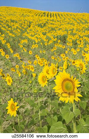 Stock Photograph - Sunflowers growing in field in Tuscany, Italy. Fotosearch