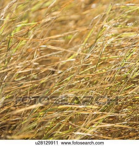 Stock Image - Textured grass. Fotosearch