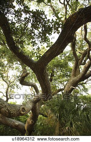 Tree and palm landscape on Bald Head Island, North Carolina. View Large Photo Image Stock Image - Tree and palm landscape on Bald Head Island, North Carolina.. Fotosearch