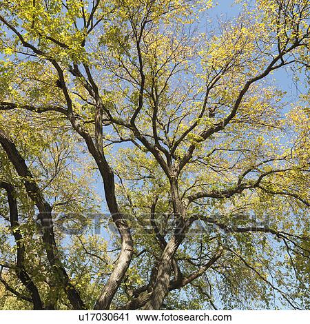 Tree with green leaves against blue sky View Large Photo Image Stock Image - Tree with green leaves against blue sky. Fotosearch